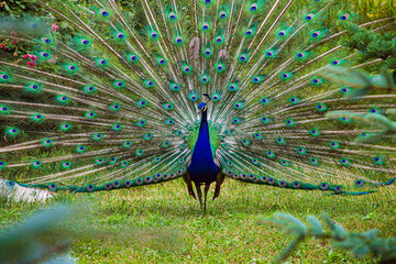 the peacock is an elegant creature