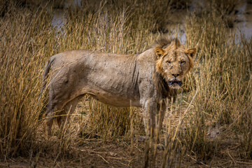 King og the jungle. Male lion in the grasslands of the Amboseli National Park, Kenya