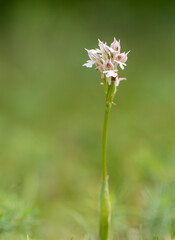 Three-toothed Orchid (Orchis tridentata) in natural habitat