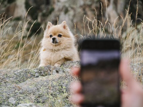 Unfocused hand of a dog owner taking a photo with mobile phone of cute spitz sitting on the stones in the mountains.