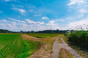 landscape with vineyard