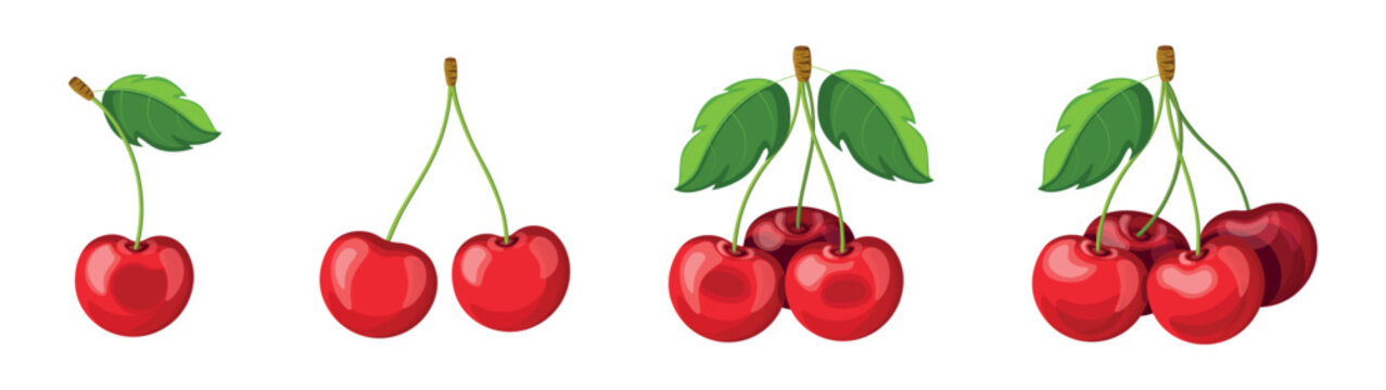 Set of fresh red cherries in cartoon style. Vector illustration of fruits large and small sizes with leaves on white background.