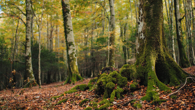 Tree Trunk With Green Moss