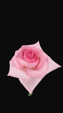 Time lapse of dying light pink Sweet Akito rose with ALPHA transparency channel isolated on black background, vertical orientation