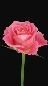 Time lapse of opening beautiful pink Saphir rose with ALPHA transparency channel isolated on black background, vertical orientation