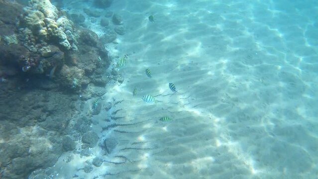 Tropical Reef Fish in Maui, Hawaii. Underwater Snorkeling POV 4K.