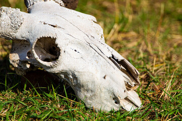 A sun-bleached Blue wildebeest skull on the green grass of the Masai Mara, Kenya