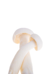 japanese shimeji mushrooms isolated
