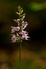 Sack-bearing Orchid (Dactylorhiza saccifera) in natural habitat