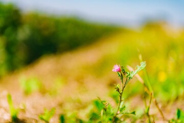 Fototapeta premium grass and flowers