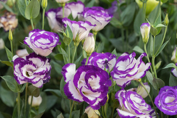 Close up of Lisianthus flowers or Eustoma plants blossom in flower garden