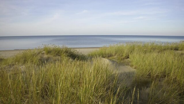 The wind shakes tall grass on the sandy beach of the Gulf of Riga. Autumn sunny day in the Baltic. Blue clear sky over the clear sea horizon. Latvia