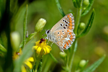 Südlicher Sonnenröschen-Bläuling // Southern Brown Argus (Aricia cramera) - Sardiniaen Italien