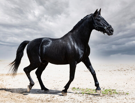 Black Stallion In Nature