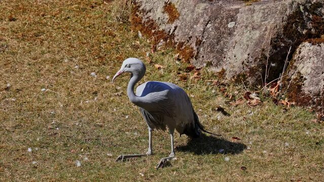 The Blue Crane, Grus paradisea, is an endangered bird specie endemic to Southern Africa. It is the national bird of South Africa