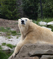 Polar bear (Ursus maritimus) in Belgium Zoo Pairi Daiza 
