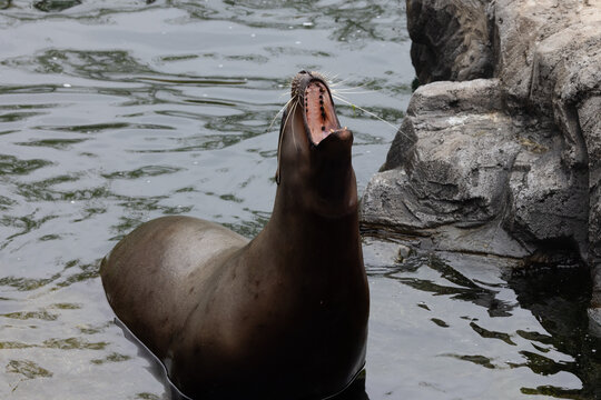 Steller sea lion (Eumetopias jubatus) in Belgium Zoo Pairi Daiza 