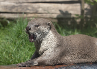 close up of a giant river otterin Belgium Zoo, Pairi Daiza