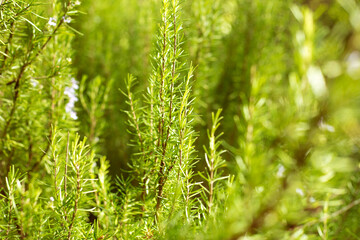 Rosemary Plant Close Up Blur Background. Salvia Rosmarinus Field