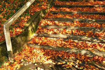 old stairs with fallen leaves