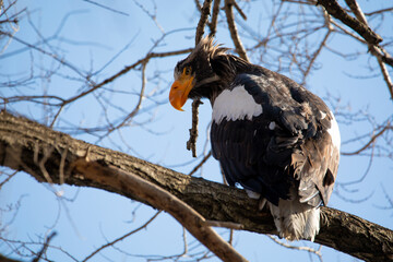 Close-up. The Red Book Steller's Sea Eagle sits on a tree branch in search of prey. Big bird of prey.