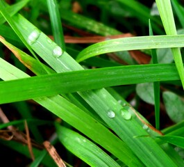 dew on grass - obrazy, fototapety, plakaty