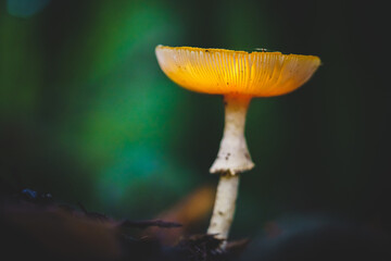 Faded fly agaric in the forest with atmospheric autumn light