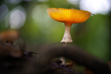 Faded fly agaric in the forest with atmospheric autumn light