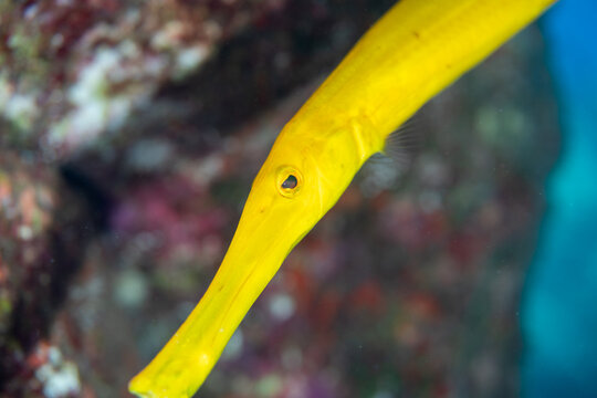 小笠原　ヘラヤガラの黄化個体