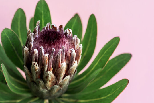 Fresh exotic Protea flower on a pink background close-up. Natural background minimal concept.