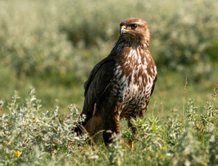 Common Buzzard in natural habitat