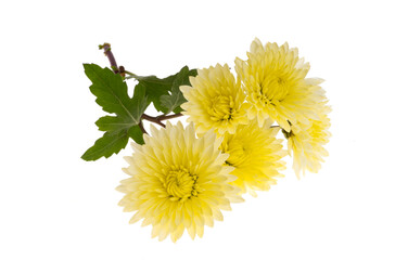 yellow chrysanthemum