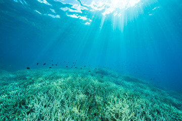 Fototapeta premium 小笠原 エダサンゴの広がる海