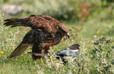 Common Buzzard in natural habitat