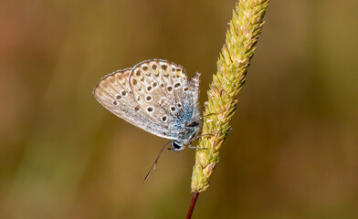 Silver-studded Blue butterfly in natural habitat
