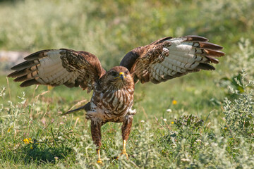 Common Buzzard in natural habitat