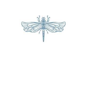 Dragonfly Insect illustration png
