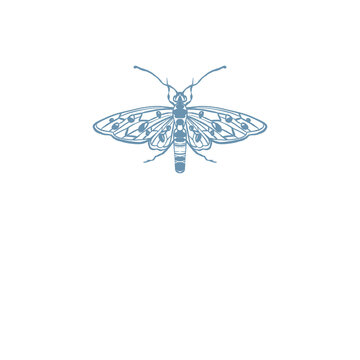 Wasp, queen bee Insects Illustration logo png 