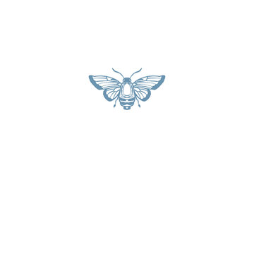  Butterfly Insects Illustration png 