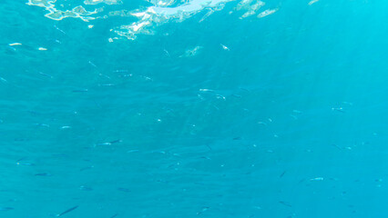 Fototapeta na wymiar A shoal of anchovies in the Mediterranean Sea