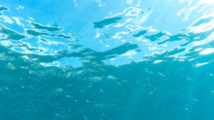 Fototapeta na wymiar A shoal of anchovies in the Mediterranean Sea