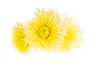 yellow chrysanthemum isolated