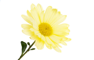 Naklejka premium yellow chrysanthemum isolated