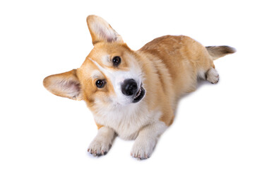 corgi welsh pembroke isolated