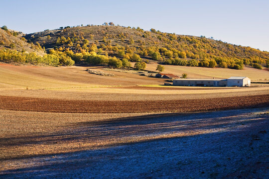 Campo