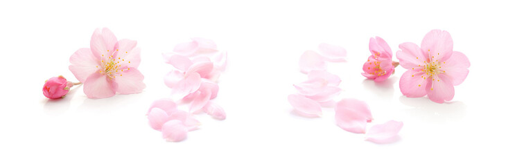 桜 花びら 春 白 背景 セット