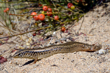 Ocellated skink // Gefleckter Walzenskink (Chalcides ocellatus tiligugu) - Sardinia, Italy