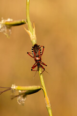 Thread-legged bug (Rhynocoris iracundus) in natural habitat
