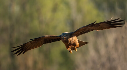 Black Kite in natural habitat