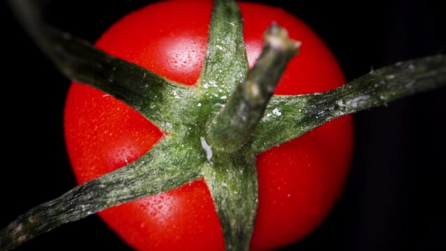 A small cherry tomato, spinning on a black background. Macro shot. The camera moves up.
